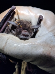 Pteronotus parnellii