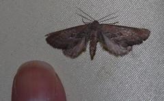 Hebdomophruda