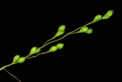 Kellochloa verrucosa