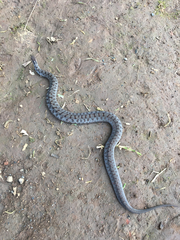 Storeria storerioides