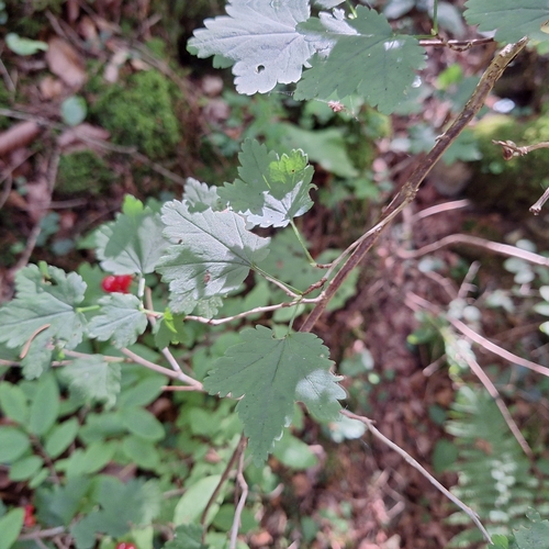 Ribes alpinum
