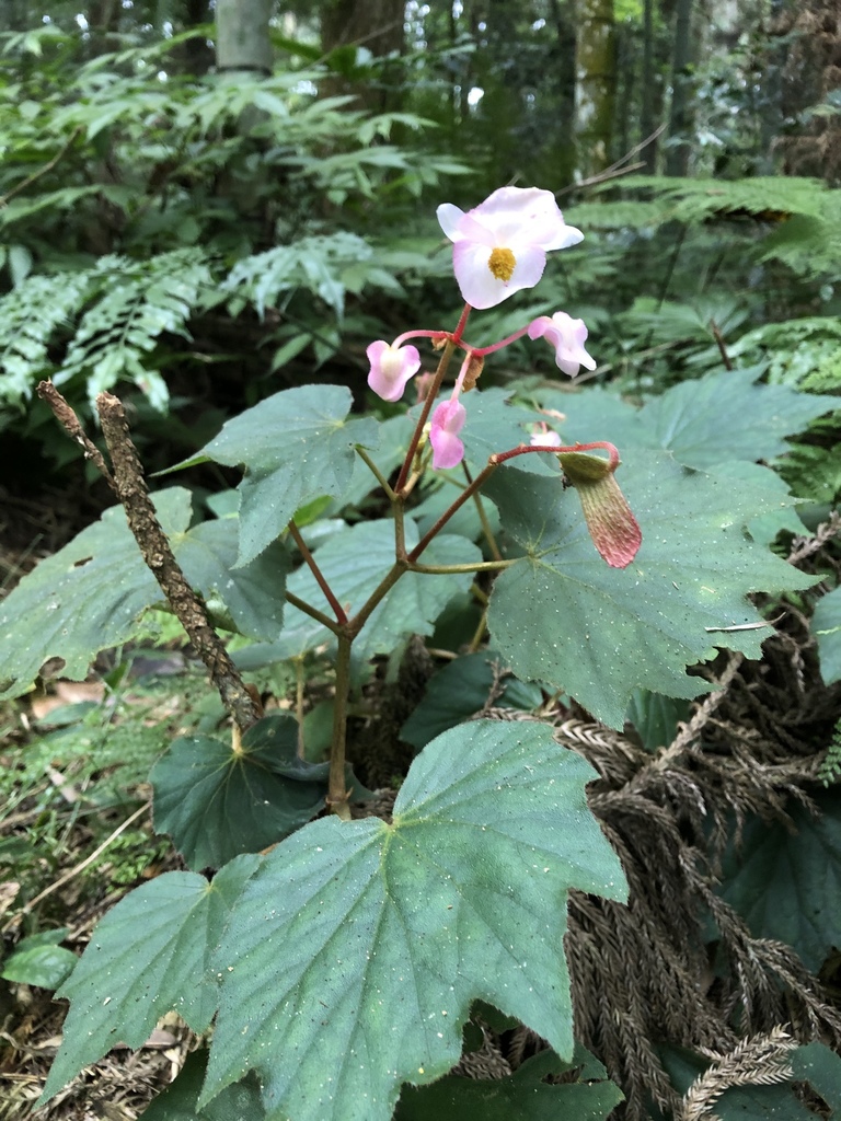 Begonia palmata · NaturaLista Mexico