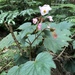 Cut-leaved Begonia - Photo (c) jodyhsieh, some rights reserved (CC BY-NC)