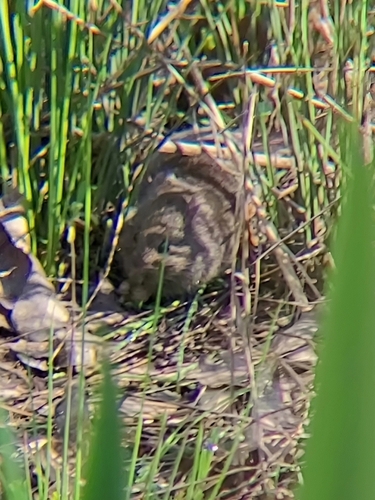 iNaturalist observation photo of California Vole