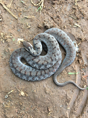 Storeria storerioides