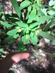 Euphorbia kraussiana