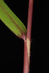 Kellochloa verrucosa