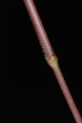 Kellochloa verrucosa