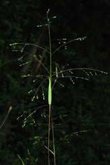 Kellochloa verrucosa