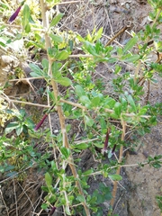 Dunalia brachyacantha