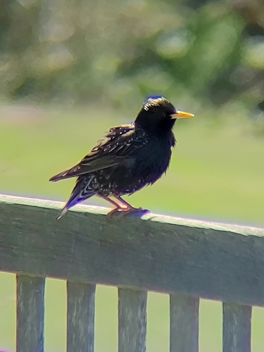iNaturalist observation photo of European Starling