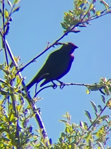 iNaturalist observation photo of Brown-headed Cowbird