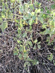 Salpichroa tristis