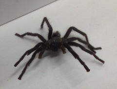 Chaetopelma olivaceum