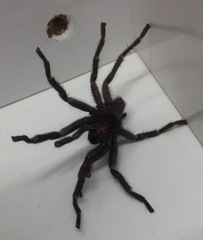 Chaetopelma olivaceum