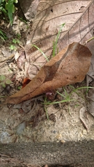 Oecophylla smaragdina