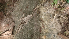 Oecophylla smaragdina