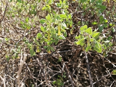 Salpichroa tristis