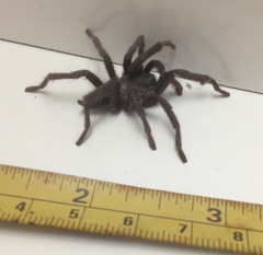 Chaetopelma olivaceum