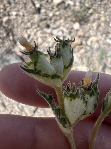 United Blazingstar (Mentzelia congesta)