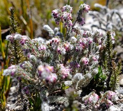 Erica niveniana