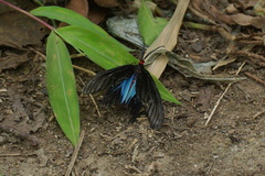 Histia flabellicornis