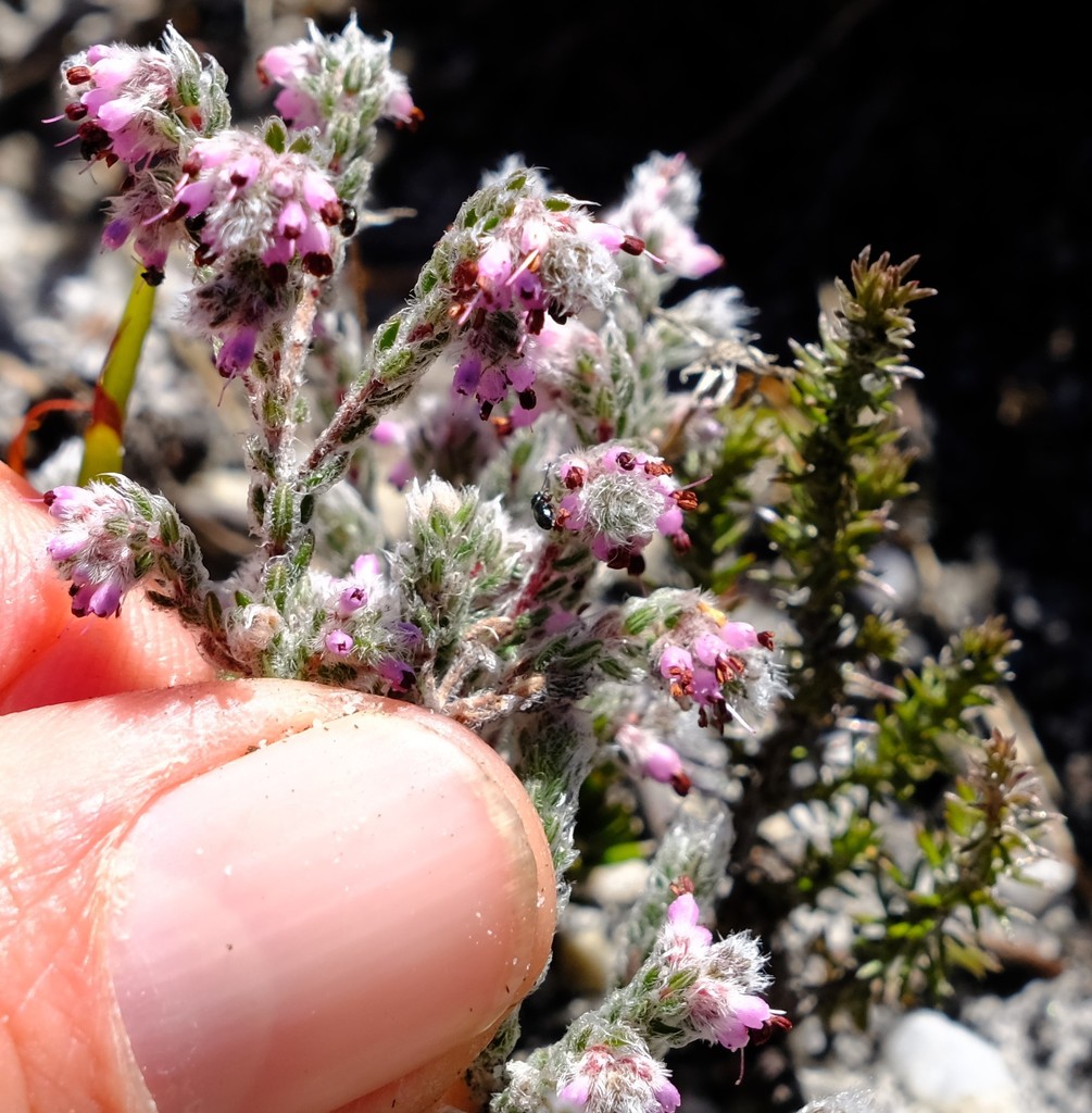 Erica niveniana