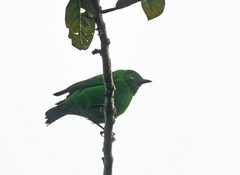 Chlorochrysa phoenicotis