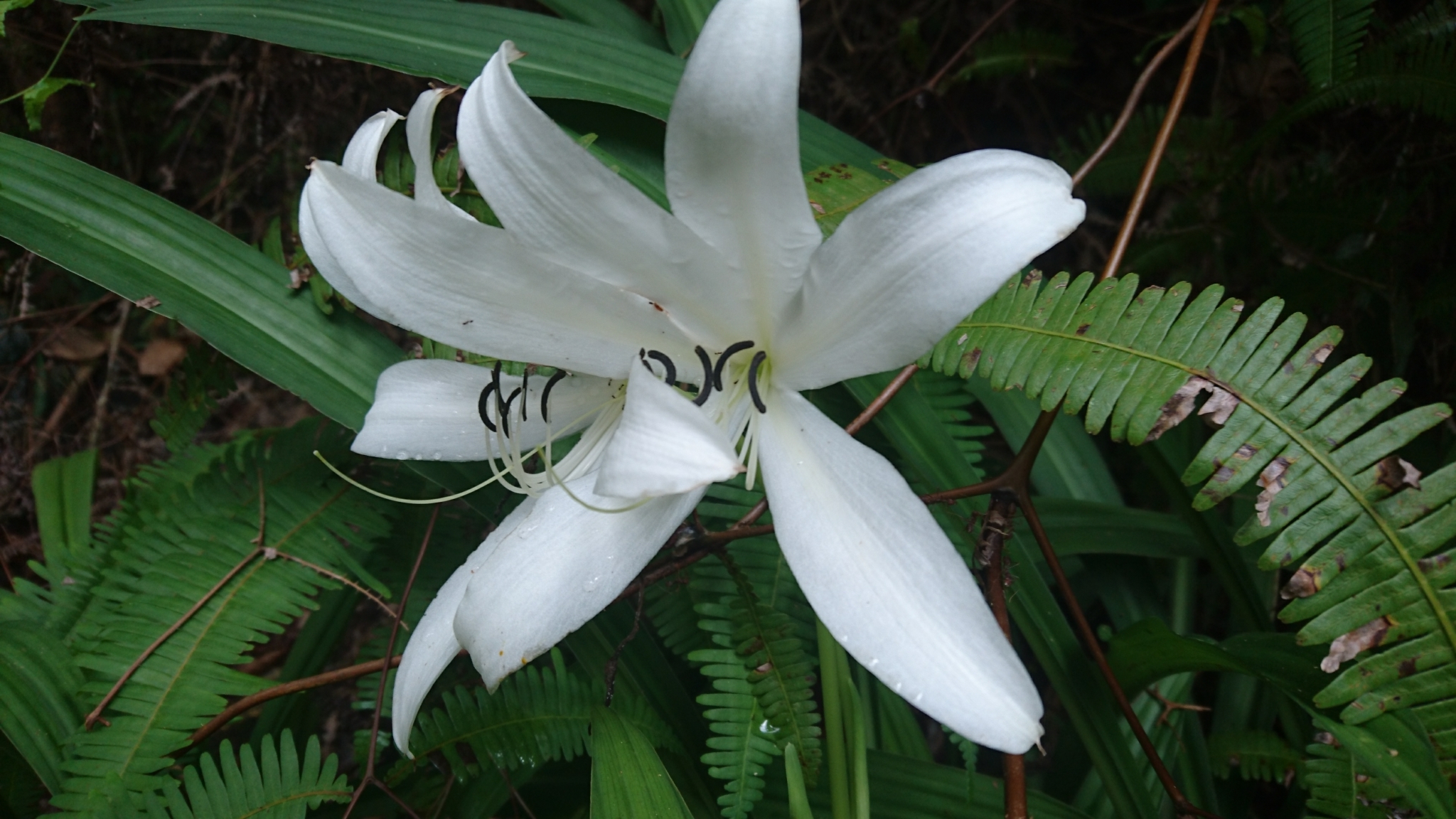 Lirios de Pantano (género Crinum) · NaturaLista Colombia