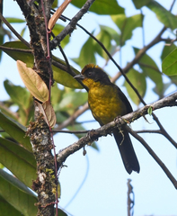 Atlapetes tricolor crassus
