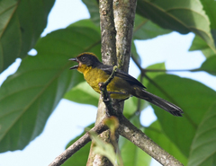 Atlapetes tricolor crassus