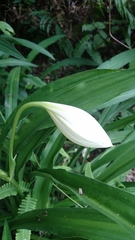 Crinum