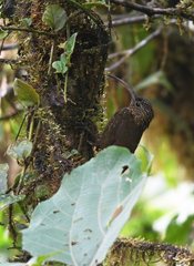 Campylorhamphus pusillus