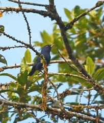 Diglossa indigotica