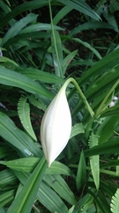 Crinum