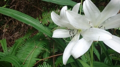 Crinum