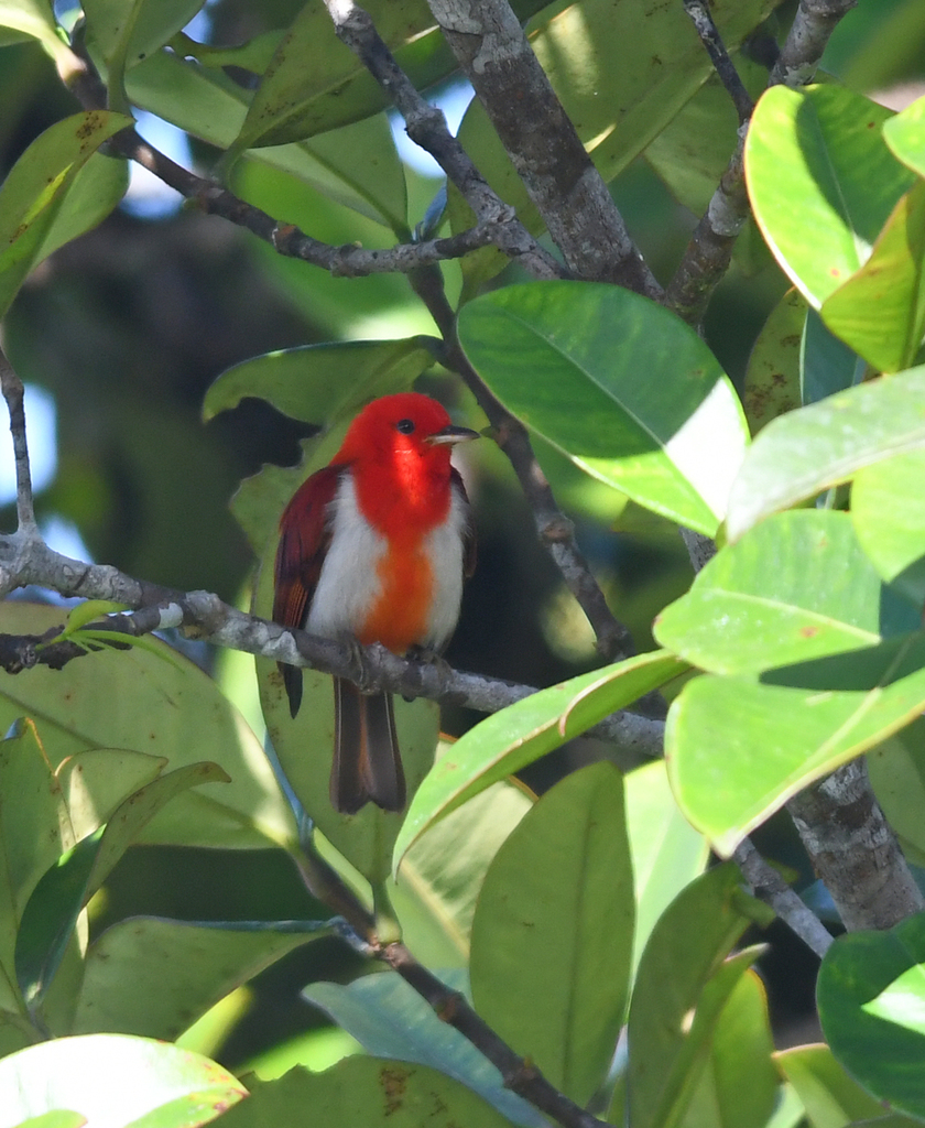 Scarlet-and-white Tanager photo