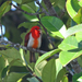 Scarlet-and-white Tanager - Photo (c) Josh Vandermeulen, some rights reserved (CC BY-NC-ND), uploaded by Josh Vandermeulen