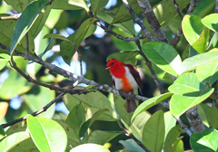 Chrysothlypis salmoni