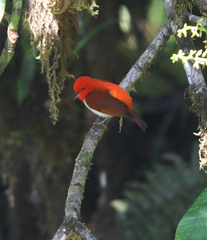 Chrysothlypis salmoni