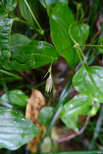 Stemona japonica, photograph 2