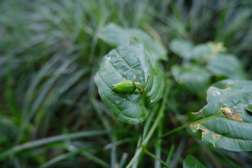 Stemona japonica, photograph 1
