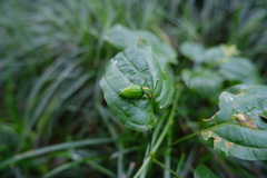 Stemona japonica, photograph (c) 王天明, some rights reserved (CC BY)