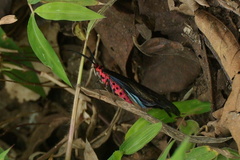 Histia flabellicornis