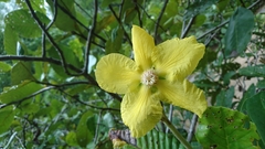 Dillenia suffruticosa