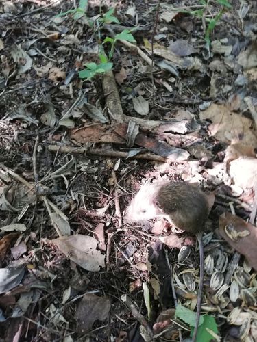 Painted Spiny Pocket Mouse