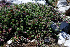 Esterhuysenia alpina