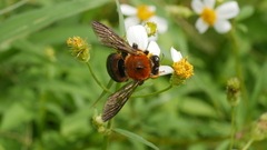 Xylocopa ruficeps