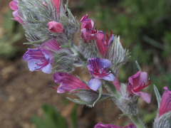 Echium albicans