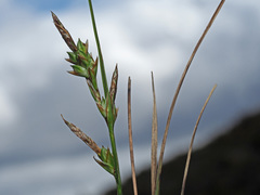 Carex distachya